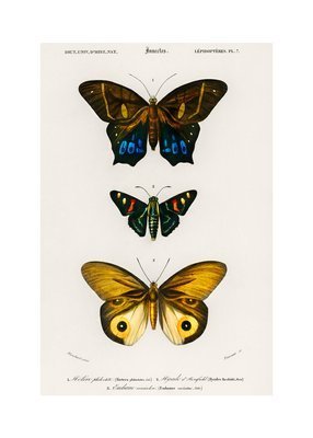 Motyle vintage